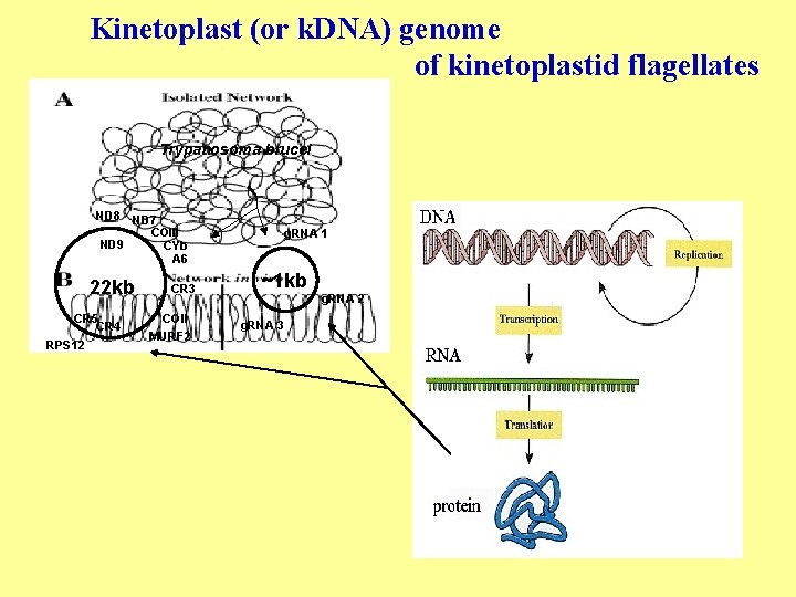 Kinetoplast (or k. DNA) genome of kinetoplastid flagellates Trypanosoma brucei ND 8 ND 7