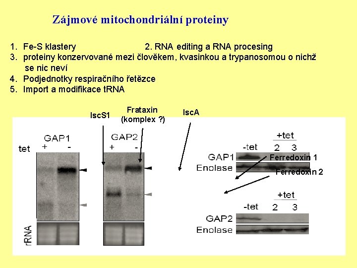 Zájmové mitochondriální proteiny 1. Fe-S klastery 2. RNA editing a RNA procesing 3. proteiny