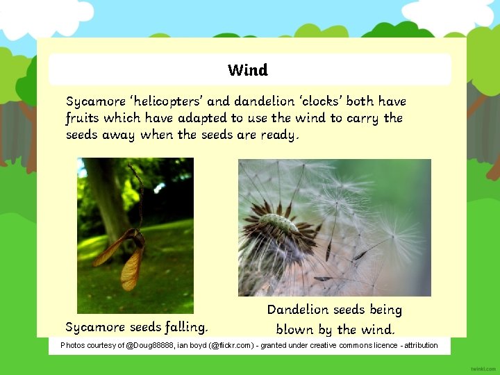 Wind Sycamore ‘helicopters’ and dandelion ‘clocks’ both have fruits which have adapted to use