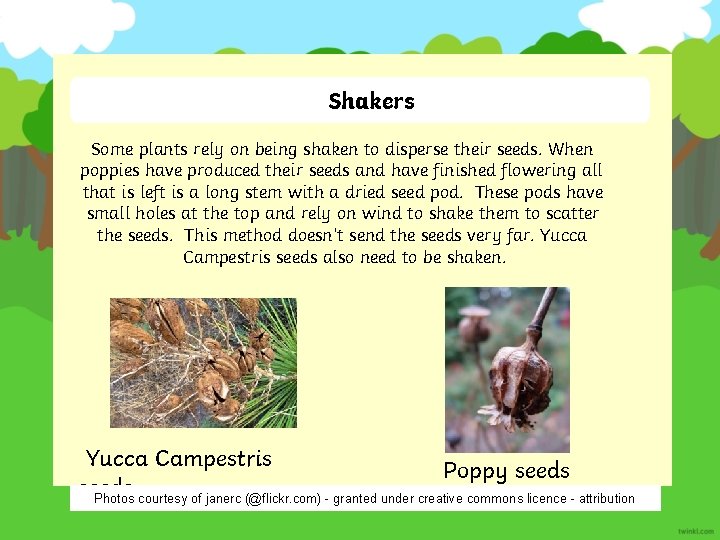 Shakers Some plants rely on being shaken to disperse their seeds. When poppies have