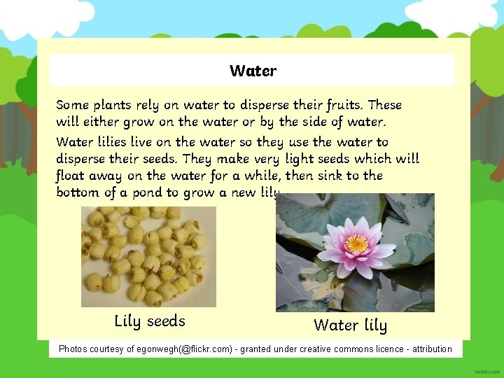 Water Some plants rely on water to disperse their fruits. These will either grow