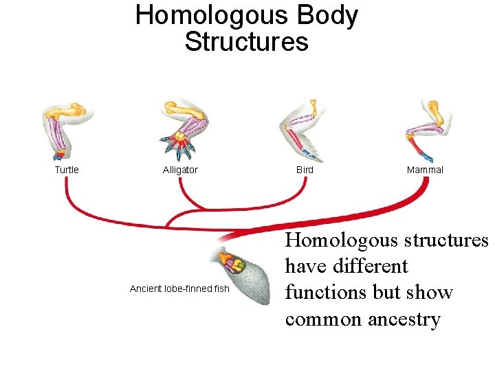 Section 15 -3 Turtle Homologous Body Structures Alligator Ancient lobe-finned fish Bird Mammal Homologous