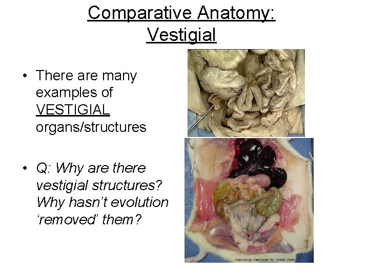 Comparative Anatomy: Vestigial • There are many examples of VESTIGIAL organs/structures • Q: Why