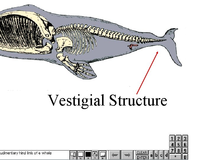 Vestigial Structure 