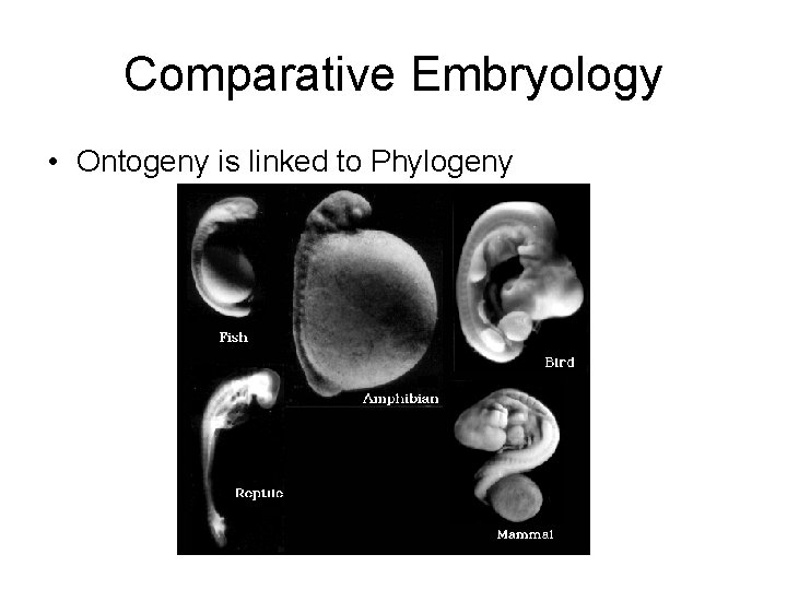 Comparative Embryology • Ontogeny is linked to Phylogeny 