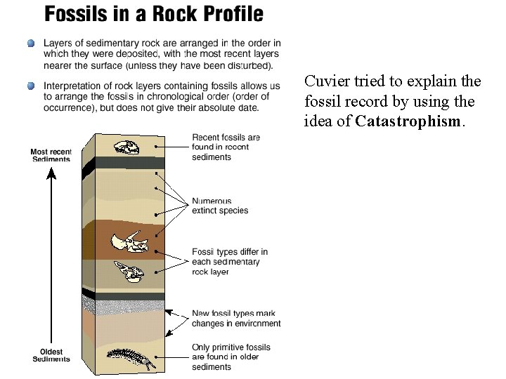 Cuvier tried to explain the fossil record by using the idea of Catastrophism. 
