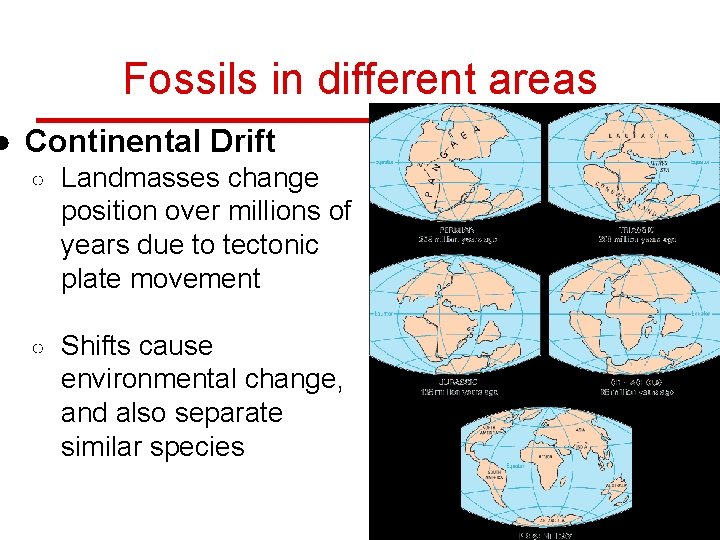 Fossils in different areas ● Continental Drift ○ Landmasses change position over millions of