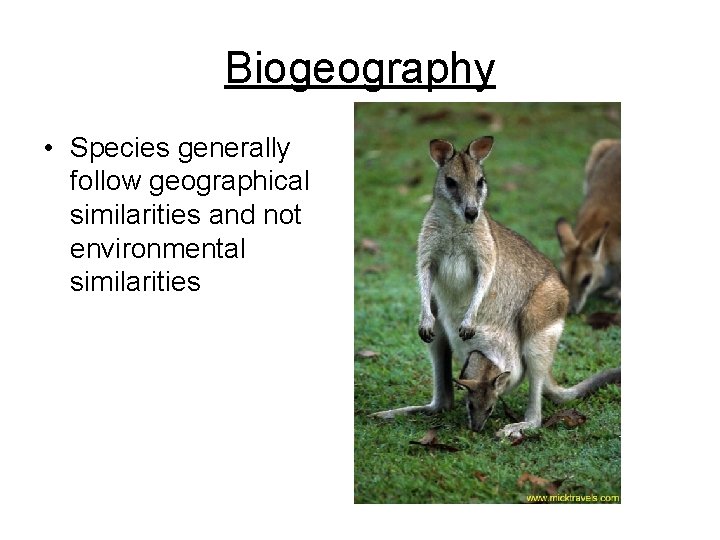Biogeography • Species generally follow geographical similarities and not environmental similarities 
