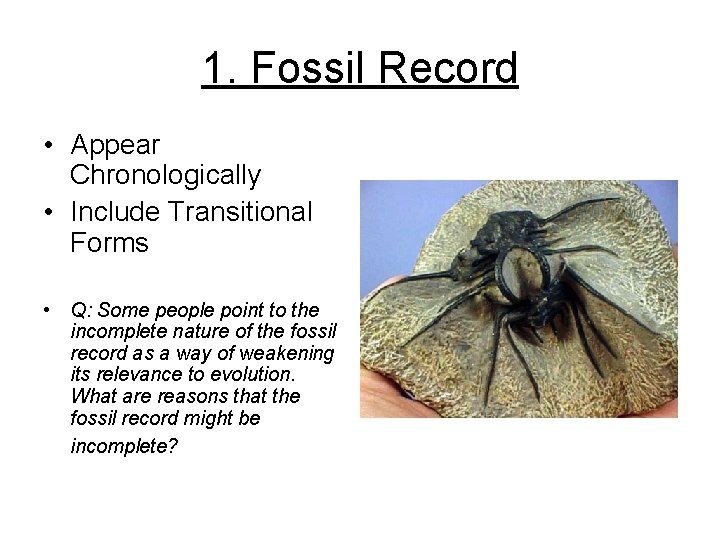 1. Fossil Record • Appear Chronologically • Include Transitional Forms • Q: Some people