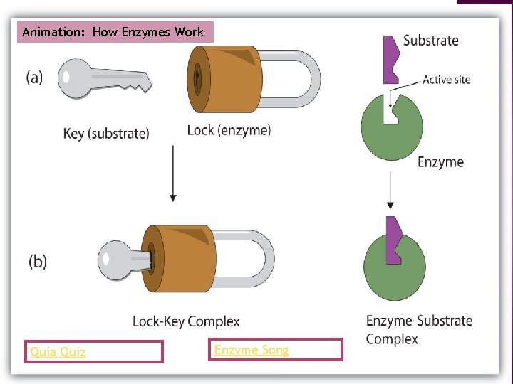 Animation: How Enzymes Work Quia Quiz Enzyme Song 