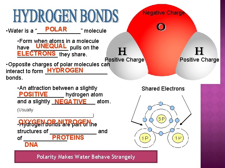 Negative Charge POLAR • Water is a “_______” molecule • Form when atoms in