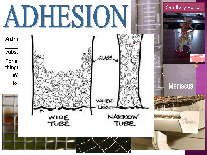 Capillary Action Adhesion: the attraction among _________ MOLECULES of _______ DIFFERENT substances. For example,