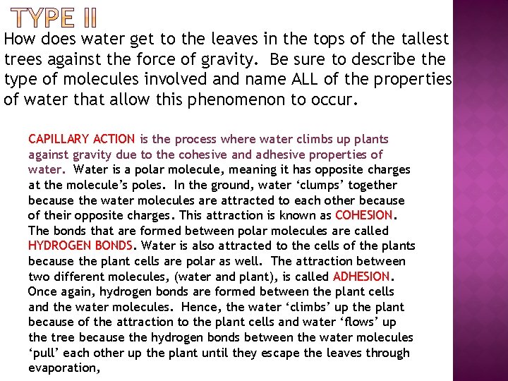 � How does water get to the leaves in the tops of the tallest