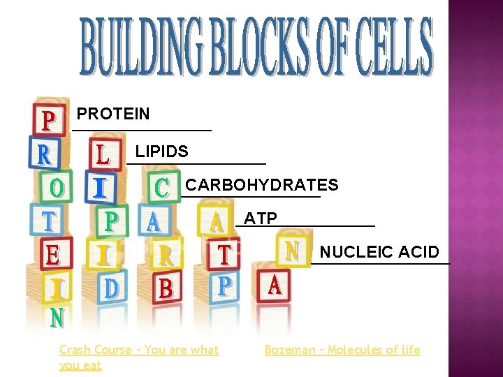 PROTEIN __________ LIPIDS __________ CARBOHYDRATES __________ ATP __________ NUCLEIC ACID __________ Crash Course –