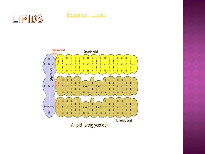 Bozeman - Lipids 