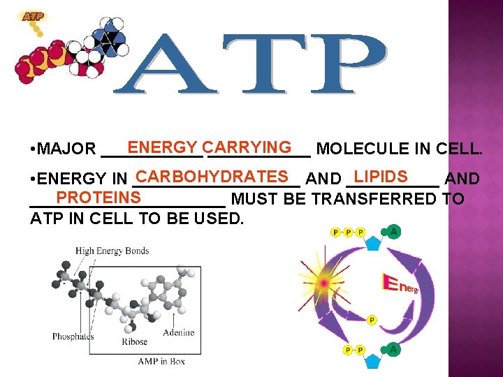 ENERGY CARRYING • MAJOR ___________ MOLECULE IN CELL. CARBOHYDRATES AND _____ LIPIDS • ENERGY