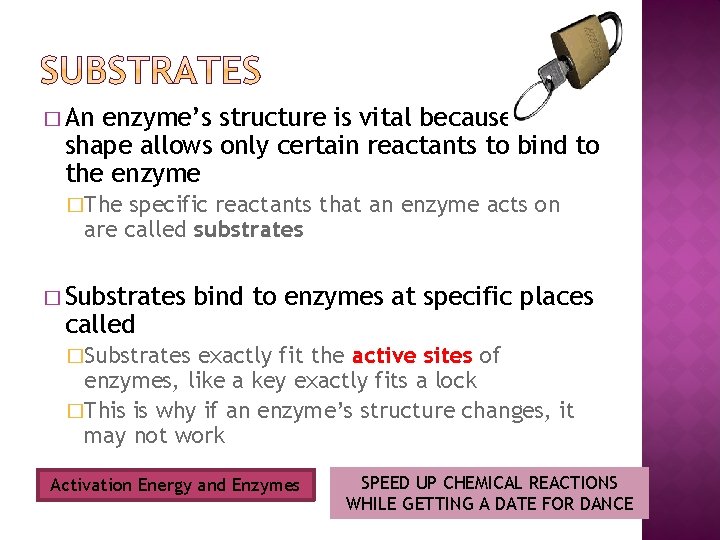 � An enzyme’s structure is vital because their shape allows only certain reactants to