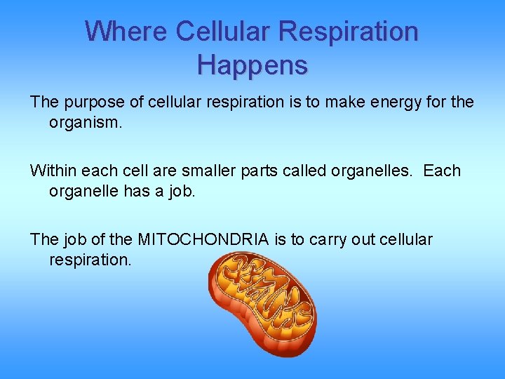 Where Cellular Respiration Happens The purpose of cellular respiration is to make energy for