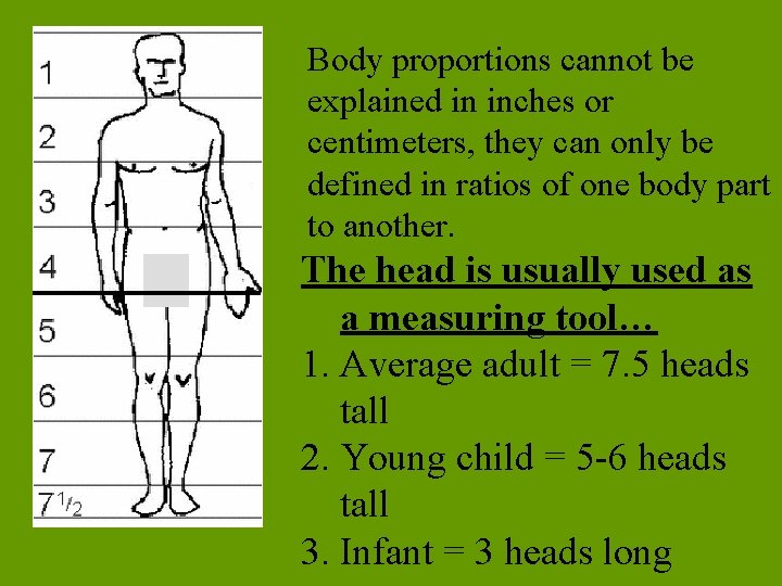 Body proportions cannot be explained in inches or centimeters, they can only be defined