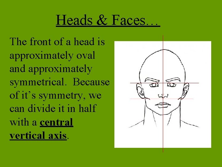 Heads & Faces… The front of a head is approximately oval and approximately symmetrical.