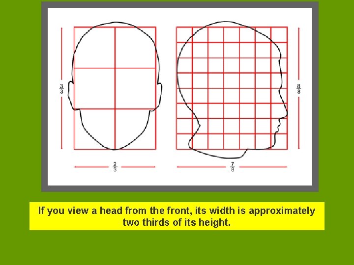 If you view a head from the front, its width is approximately two thirds