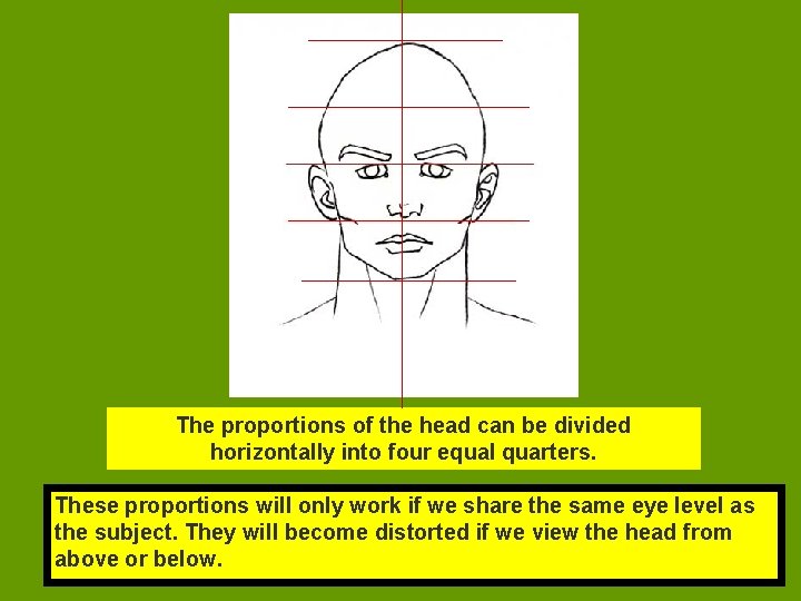 The proportions of the head can be divided horizontally into four equal quarters. These