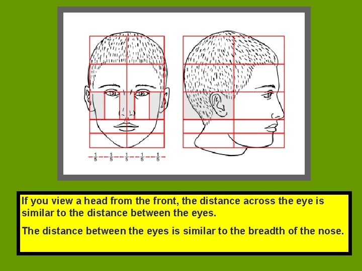 If you view a head from the front, the distance across the eye is