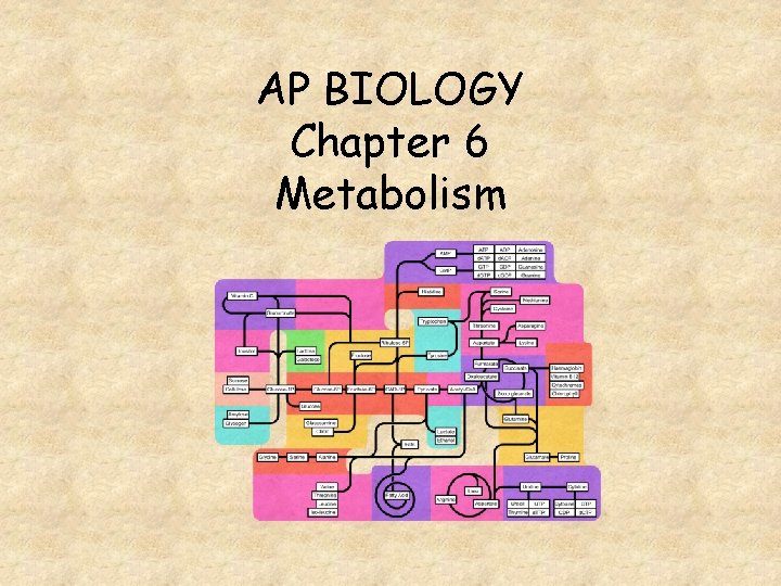 AP BIOLOGY Chapter 6 Metabolism 