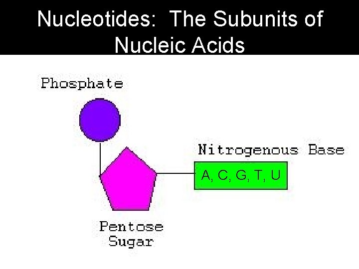 Nucleotides: The Subunits of Nucleic Acids A, C, G, T, U Nucleotides: The Subunits of Nucleic Acids A, C, G, T, U