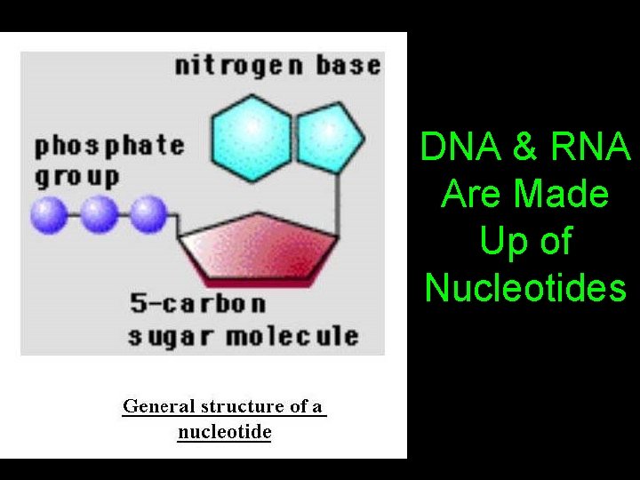 DNA & RNA Are Made Up of Nucleotides DNA & RNA Are Made Up of Nucleotides