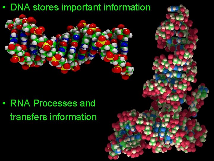 • DNA stores important information • RNA Processes and transfers information • DNA stores important information • RNA Processes and transfers information