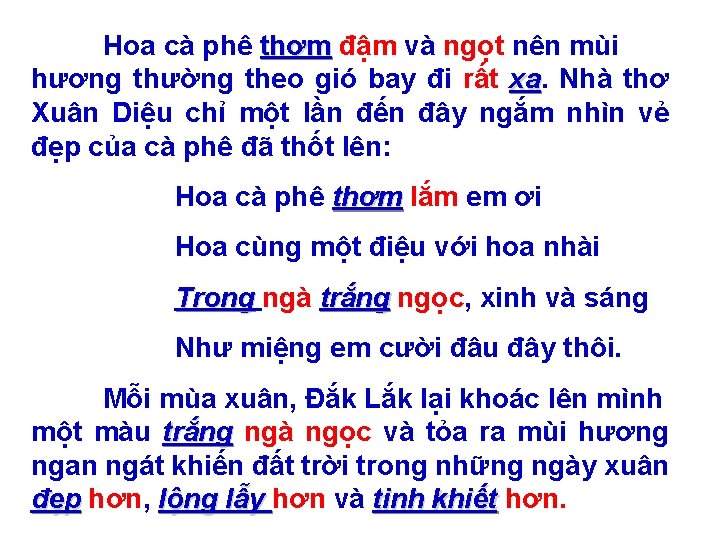 Hoa cà phê thơm đậm và ngọt nên mùi hương thường theo gió bay