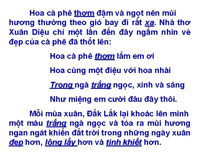 Hoa cà phê thơm đậm và ngọt nên mùi hương thường theo gió bay