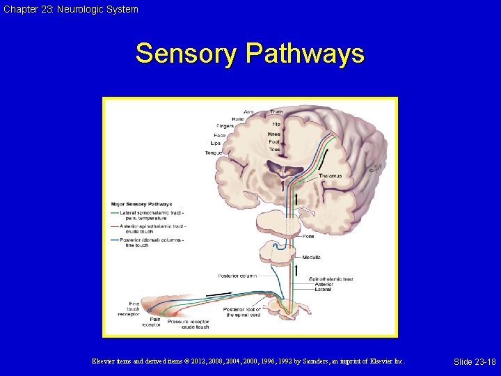 Chapter 23: Neurologic System Sensory Pathways Elsevier items and derived items © 2012, 2008,