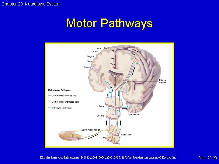 Chapter 23: Neurologic System Motor Pathways Elsevier items and derived items © 2012, 2008,