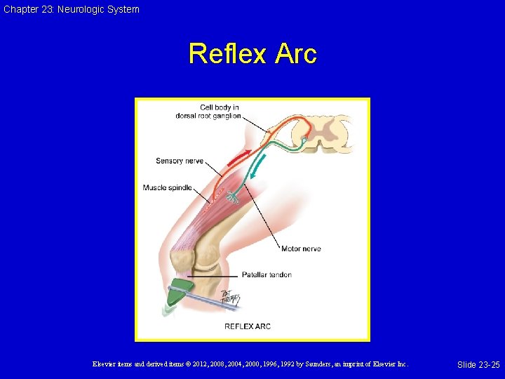 Chapter 23: Neurologic System Reflex Arc Elsevier items and derived items © 2012, 2008,