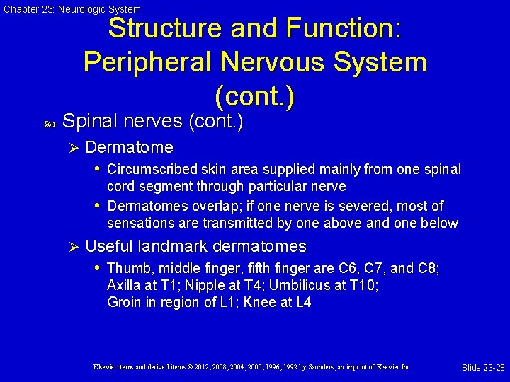 Chapter 23: Neurologic System Structure and Function: Peripheral Nervous System (cont. ) Spinal nerves