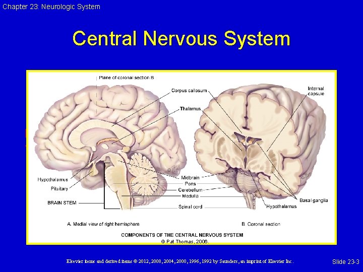 Chapter 23: Neurologic System Central Nervous System [PRODUCTION NOTE: Please insert Figure 23 -2