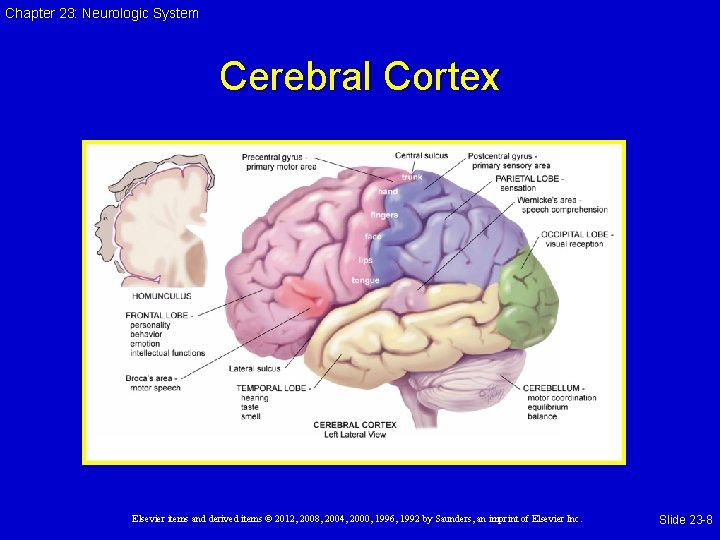 Chapter 23: Neurologic System Cerebral Cortex Elsevier items and derived items © 2012, 2008,