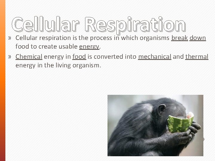 Cellular Respiration » Cellular respiration is the process in which organisms break down food