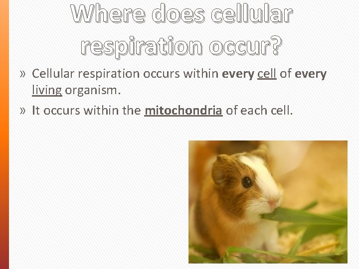 Where does cellular respiration occur? » Cellular respiration occurs within every cell of every