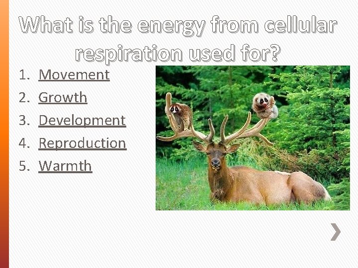 What is the energy from cellular respiration used for? 1. 2. 3. 4. 5.