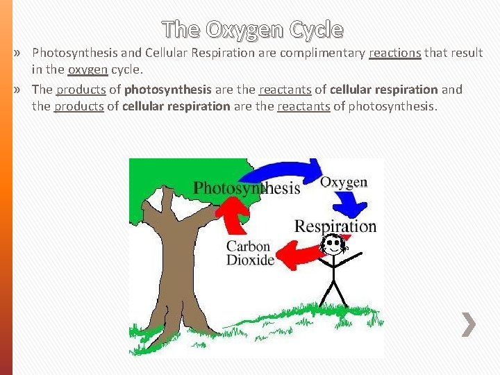 The Oxygen Cycle » Photosynthesis and Cellular Respiration are complimentary reactions that result in