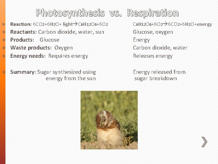 Photosynthesis vs. Respiration » Reaction: 6 CO 2+6 H 2 O+ light C 6