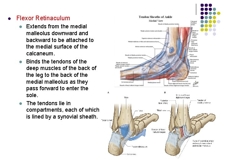 l Flexor Retinaculum l l l Extends from the medial malleolus downward and backward l Flexor Retinaculum l l l Extends from the medial malleolus downward and backward