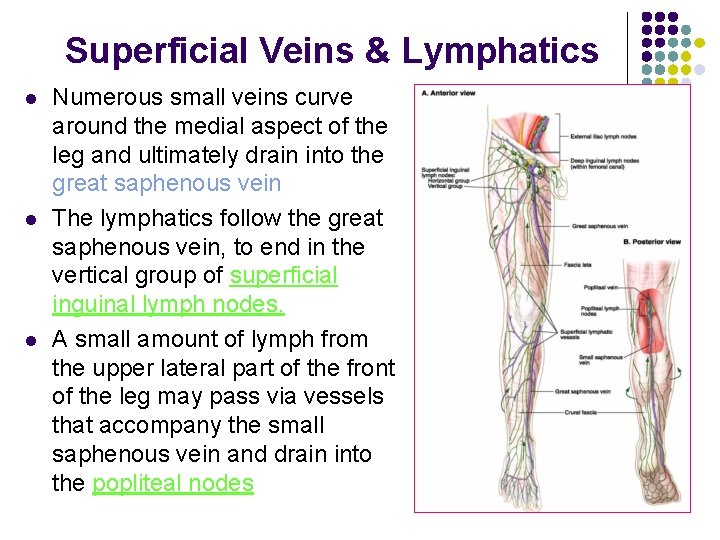 Superficial Veins & Lymphatics l l l Numerous small veins curve around the medial Superficial Veins & Lymphatics l l l Numerous small veins curve around the medial
