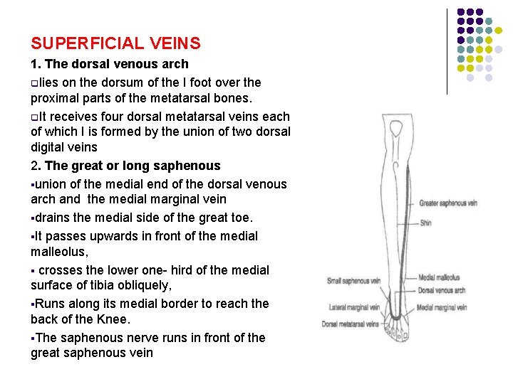 SUPERFICIAL VEINS 1. The dorsal venous arch qlies on the dorsum of the I SUPERFICIAL VEINS 1. The dorsal venous arch qlies on the dorsum of the I