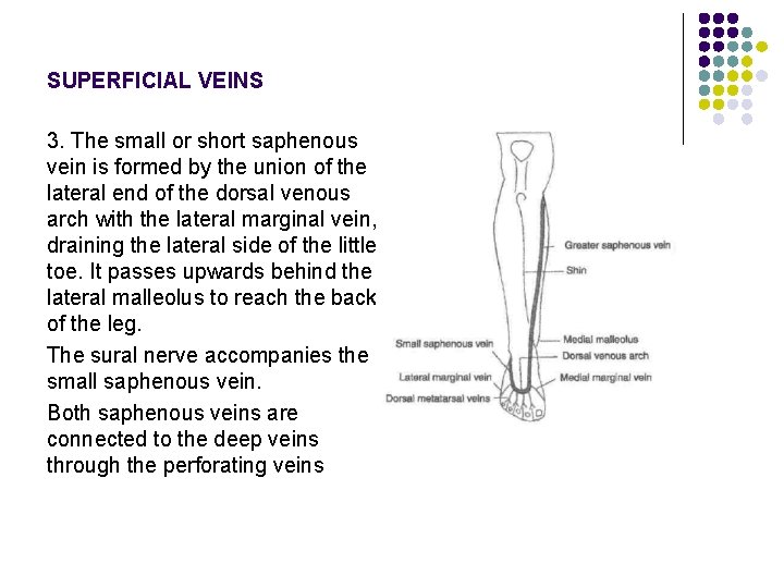 SUPERFICIAL VEINS 3. The small or short saphenous vein is formed by the union SUPERFICIAL VEINS 3. The small or short saphenous vein is formed by the union