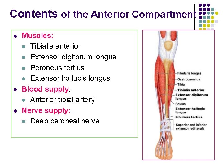 Contents of the Anterior Compartment l l l Muscles: l Tibialis anterior l Extensor Contents of the Anterior Compartment l l l Muscles: l Tibialis anterior l Extensor
