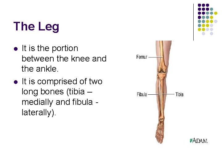 The Leg l l It is the portion between the knee and the ankle. The Leg l l It is the portion between the knee and the ankle.